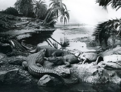 Alligatoren in einer Panoramaszene im Londoner Zoo, 1928 von Frederick William Bond